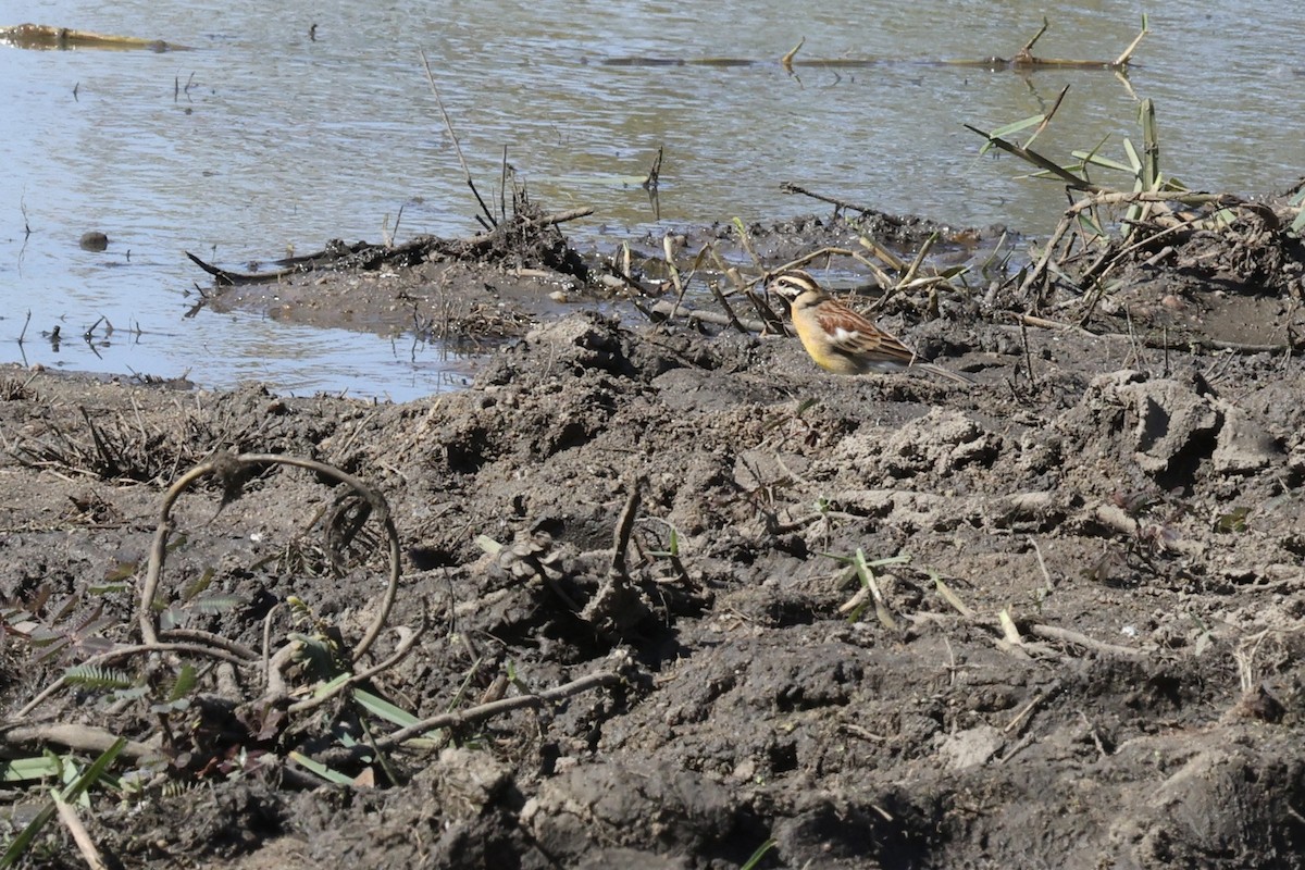 Golden-breasted Bunting - ML642755462