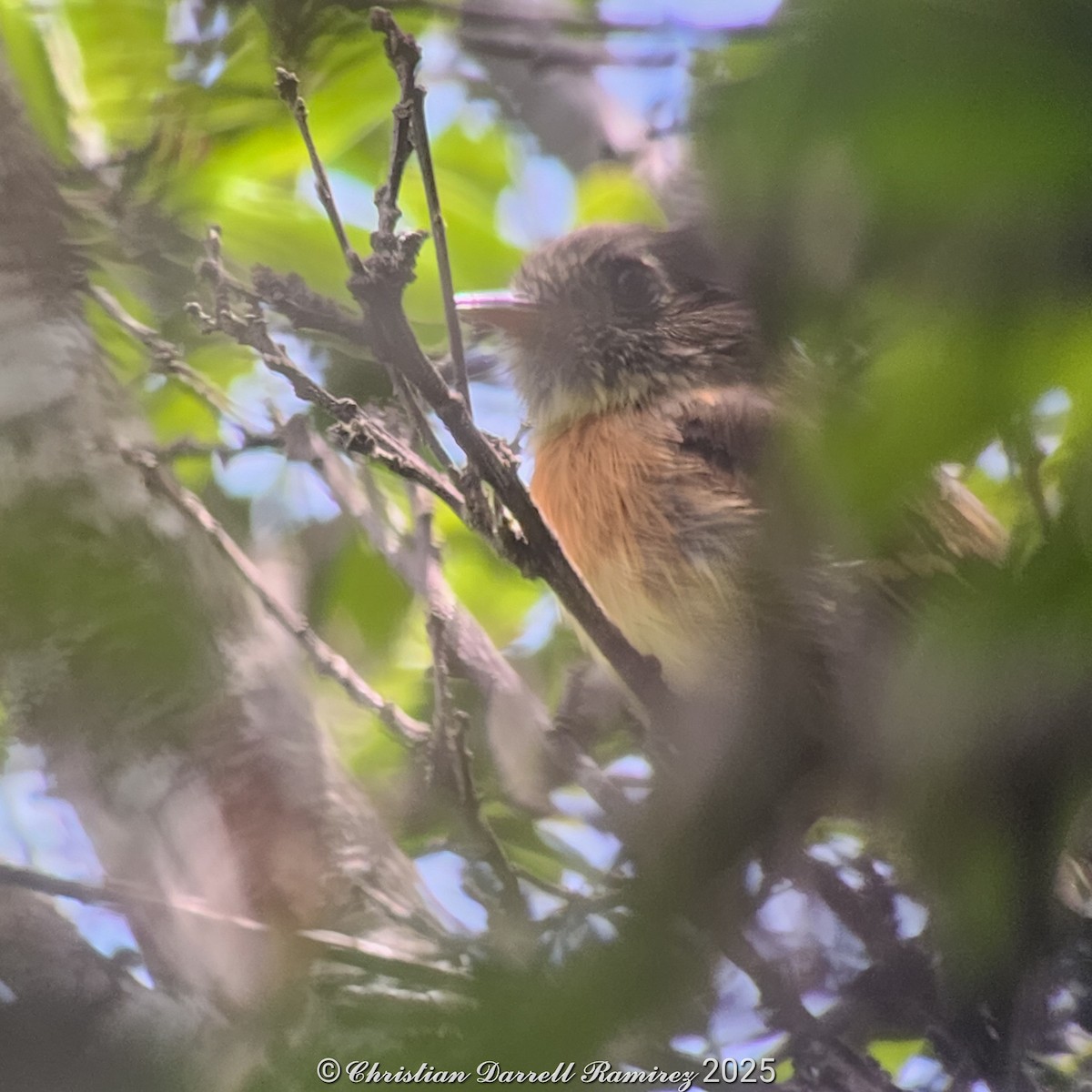 Belted Flycatcher - ML642755463