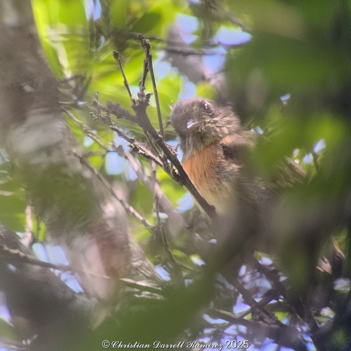 Belted Flycatcher - ML642755464