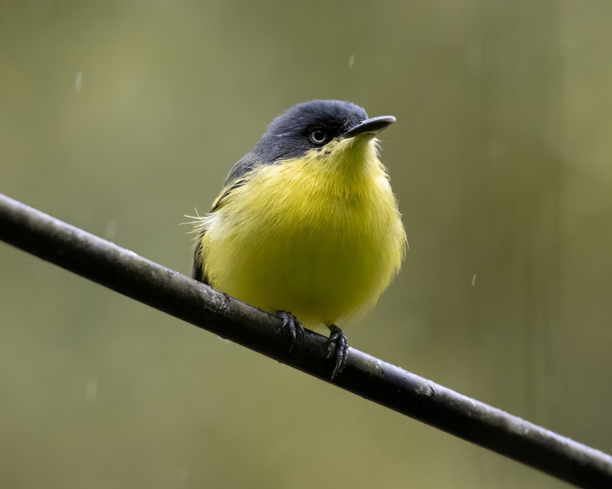Common Tody-Flycatcher - ML642755465