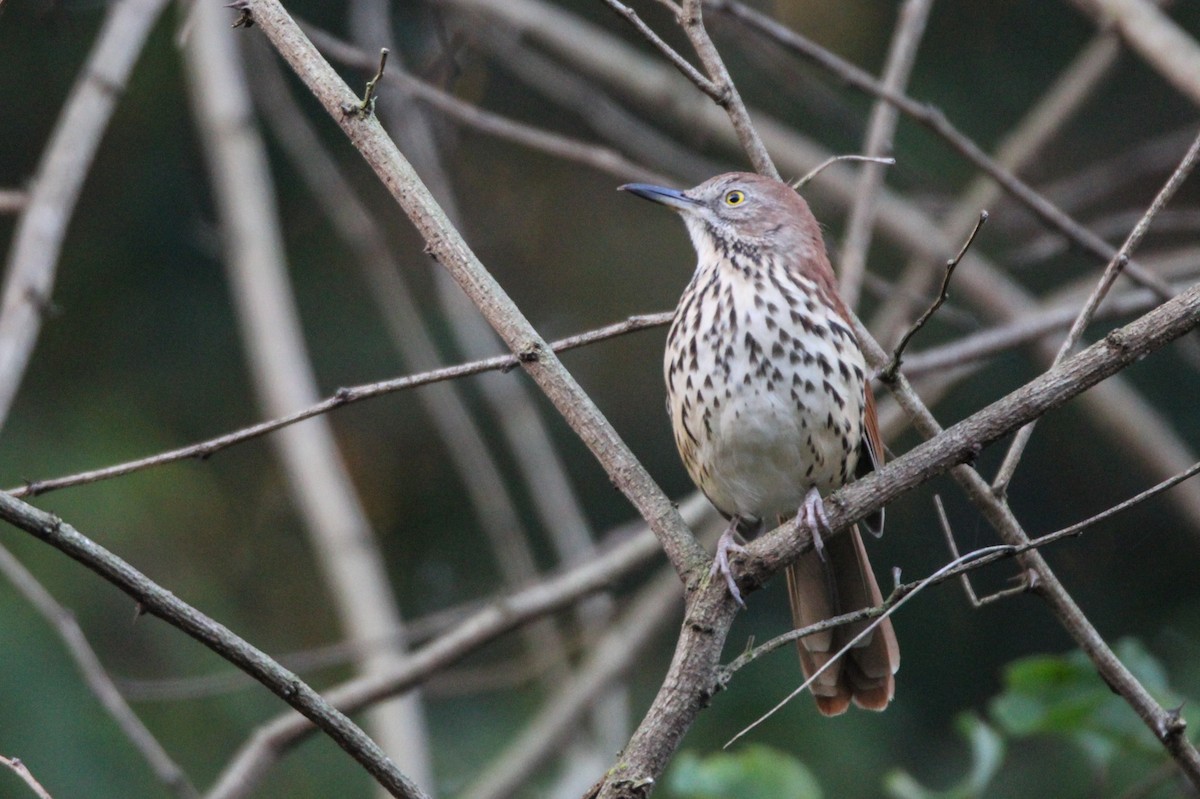 Brown Thrasher - ML642755474