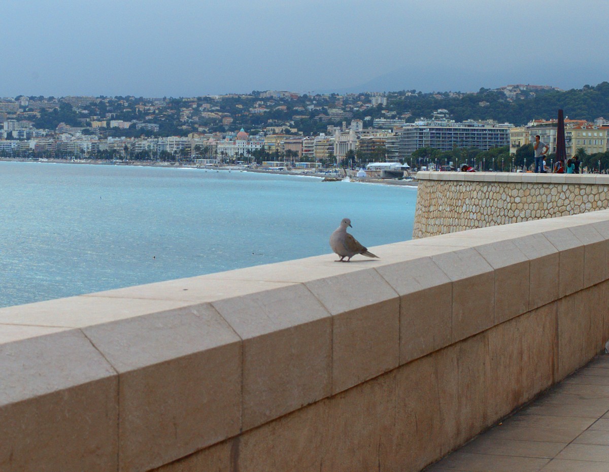 Eurasian Collared-Dove - ML642755482