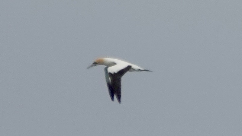 Cape Gannet - ML642755486