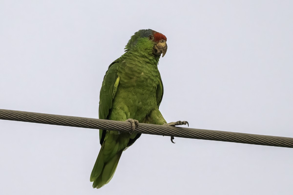Red-crowned Amazon - ML642755497
