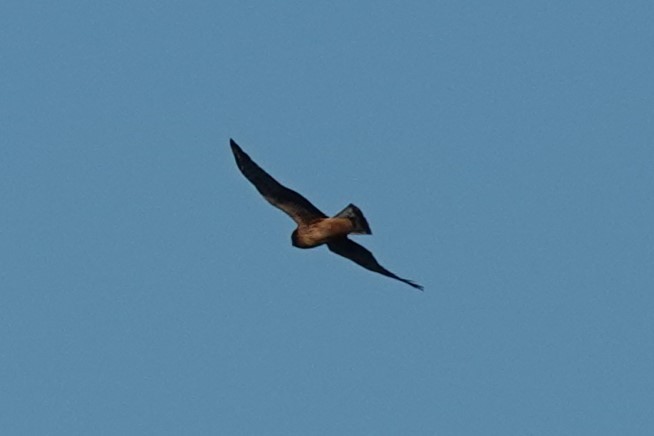 Northern Harrier - ML642755530