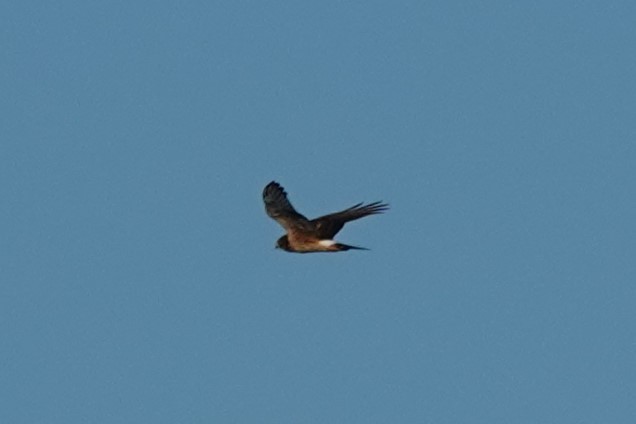 Northern Harrier - ML642755531