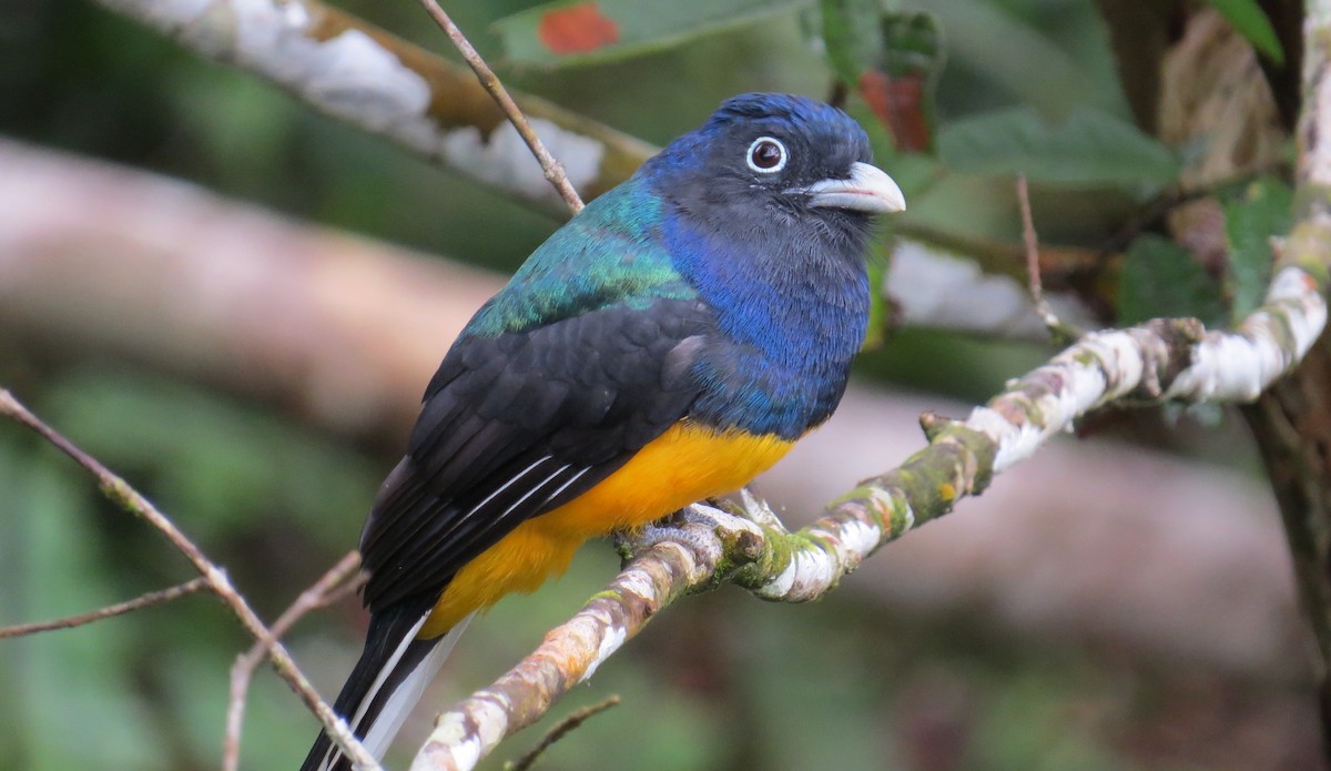 Green-backed Trogon - ML642755543