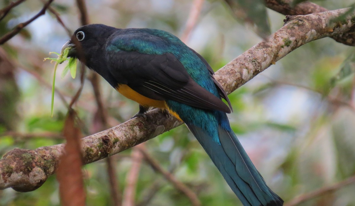 Green-backed Trogon - ML642755544