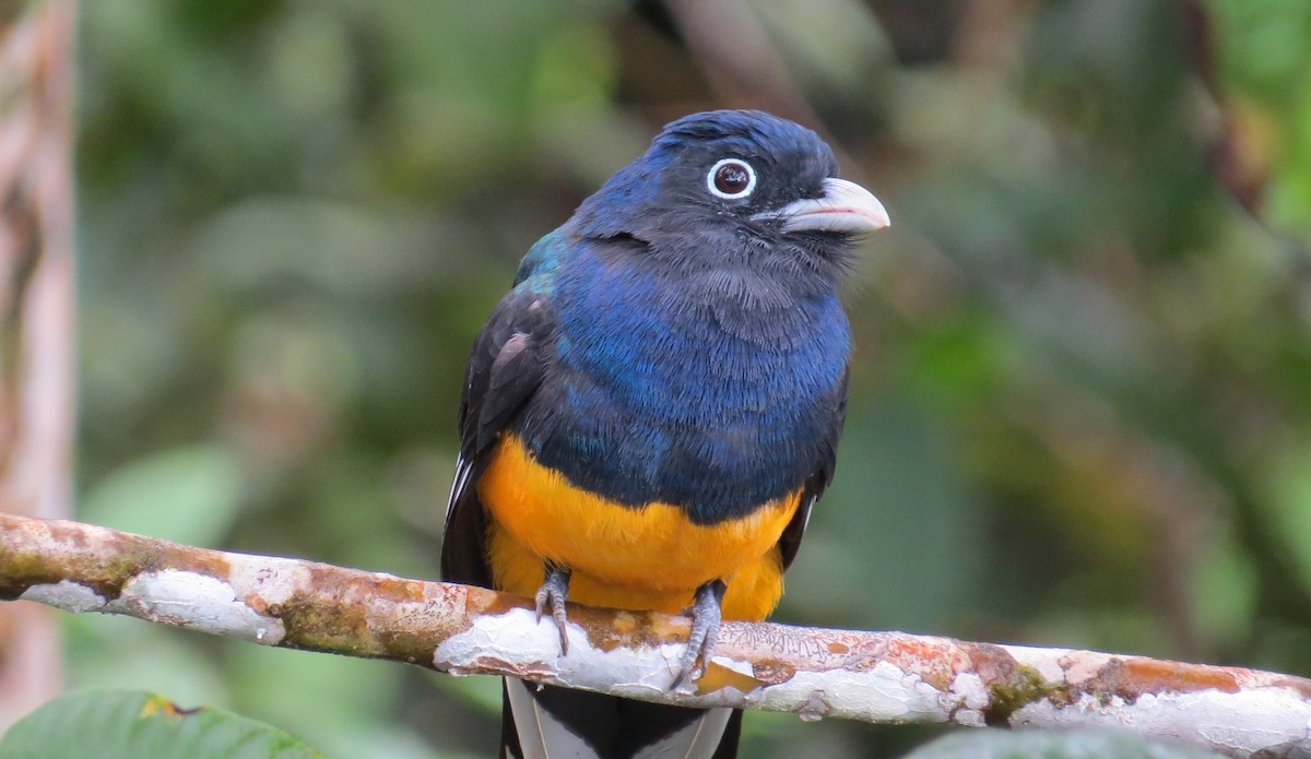 Green-backed Trogon - ML642755545