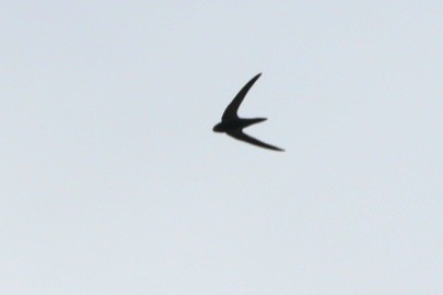 Common Swift - ML642755560