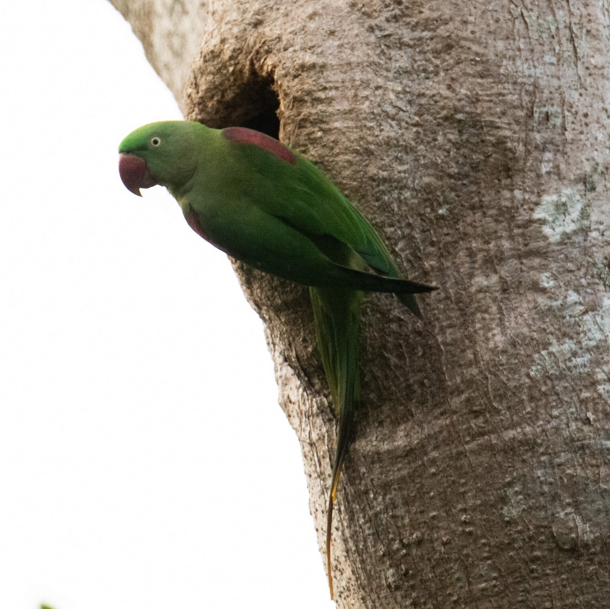 Alexandrine Parakeet - ML642755561