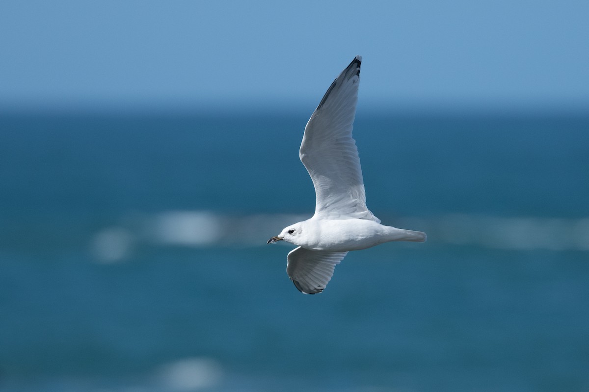 Mediterranean Gull - ML642755568
