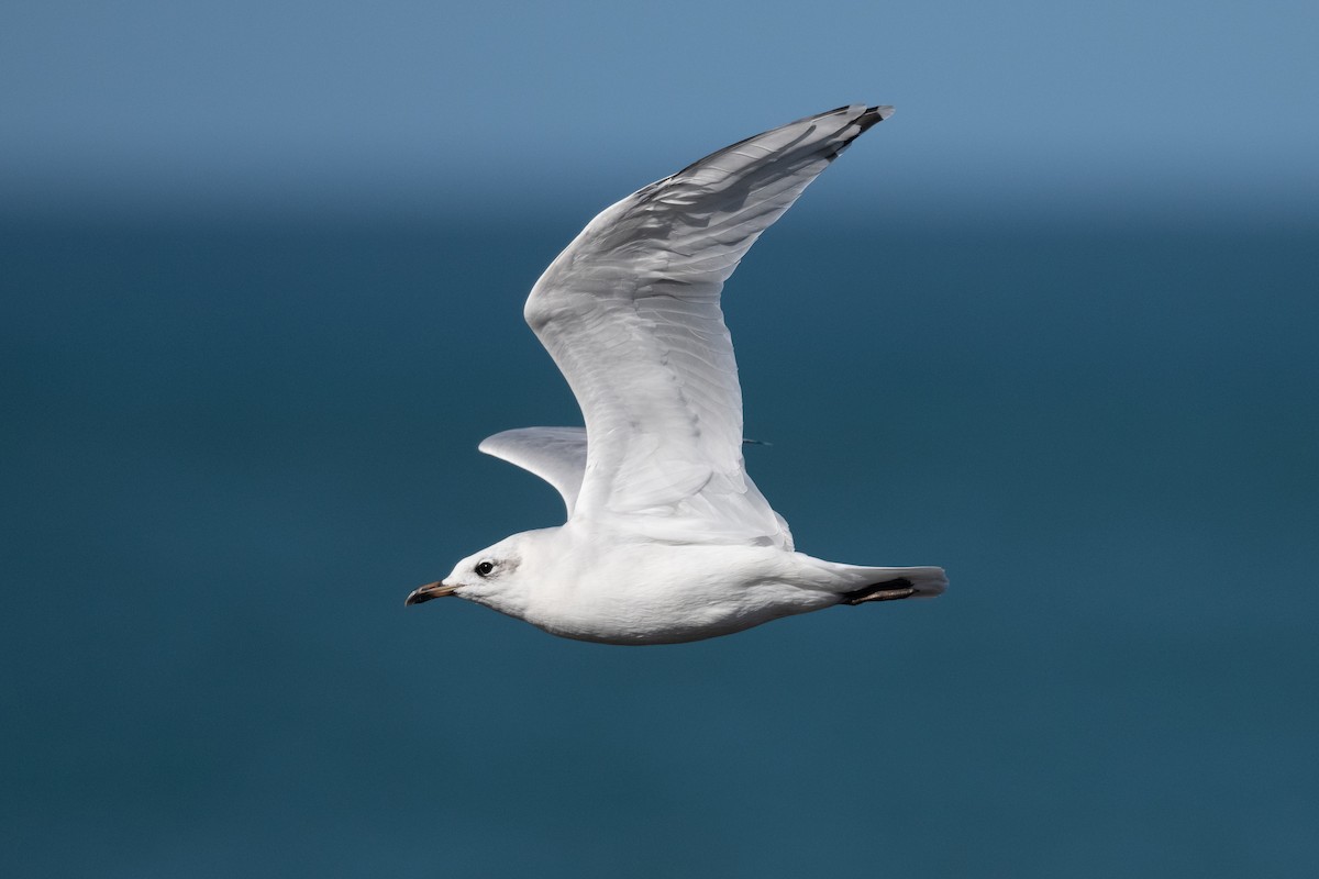 Mediterranean Gull - ML642755569