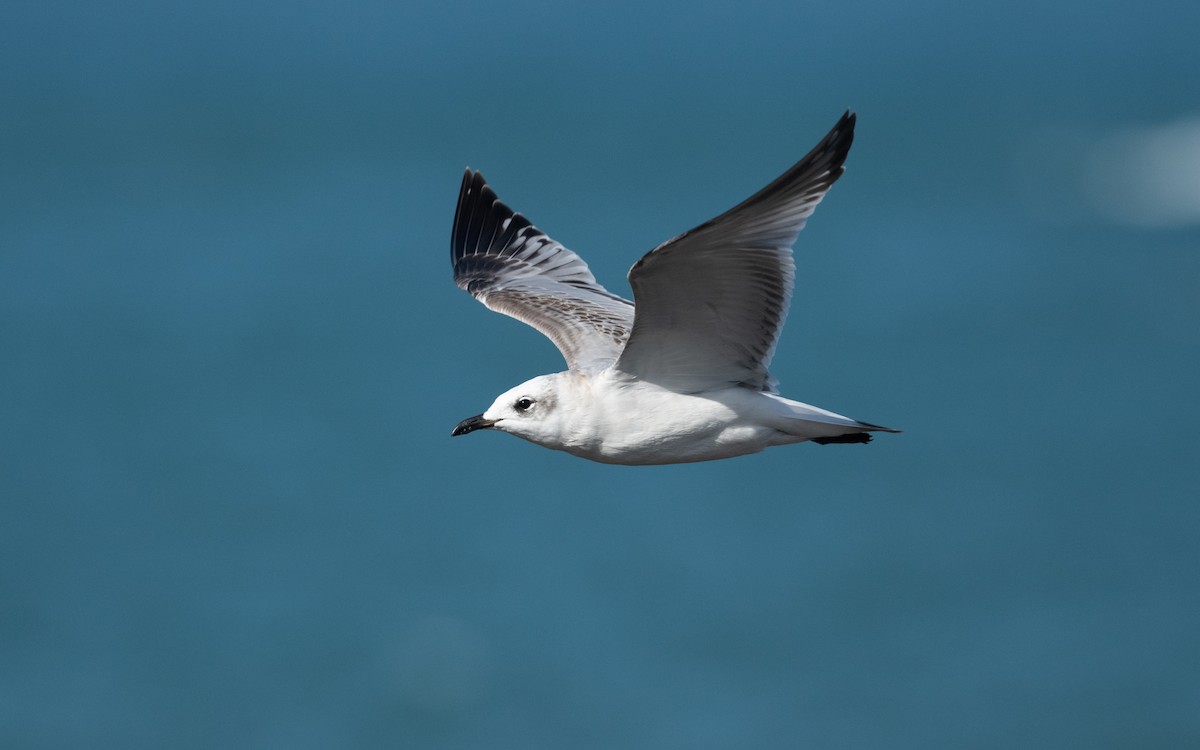 Mediterranean Gull - ML642755570