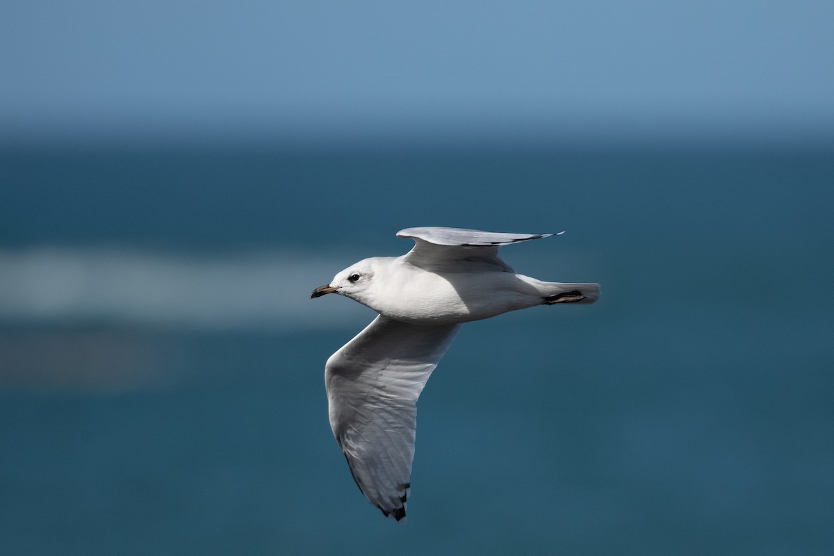 Mediterranean Gull - ML642755571