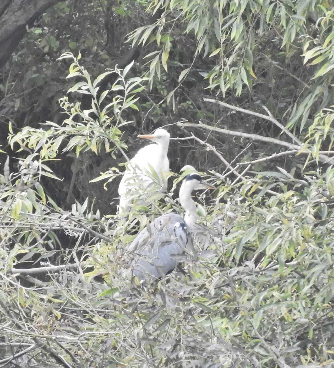 Great Egret - ML642755585