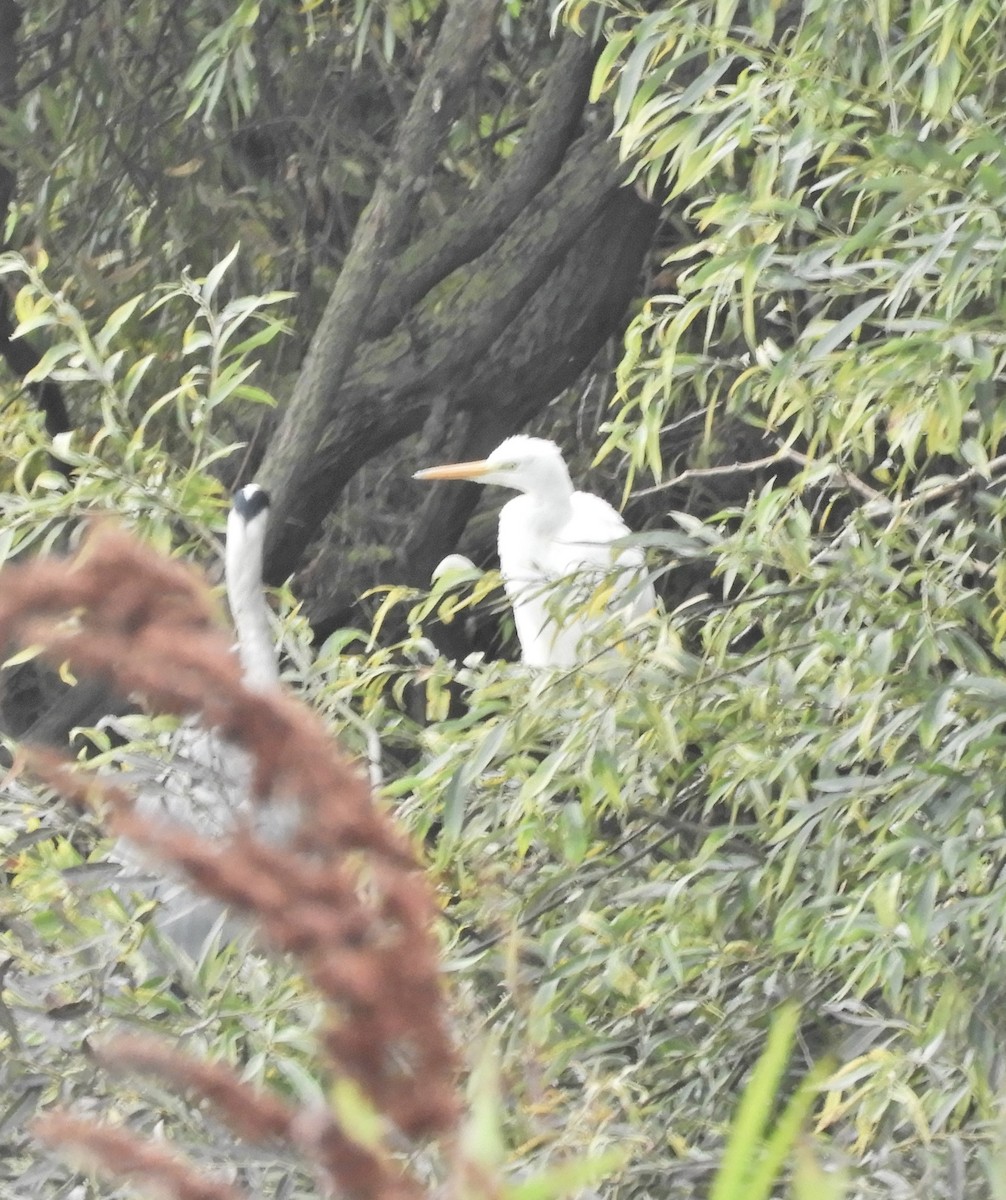 Great Egret - ML642755586