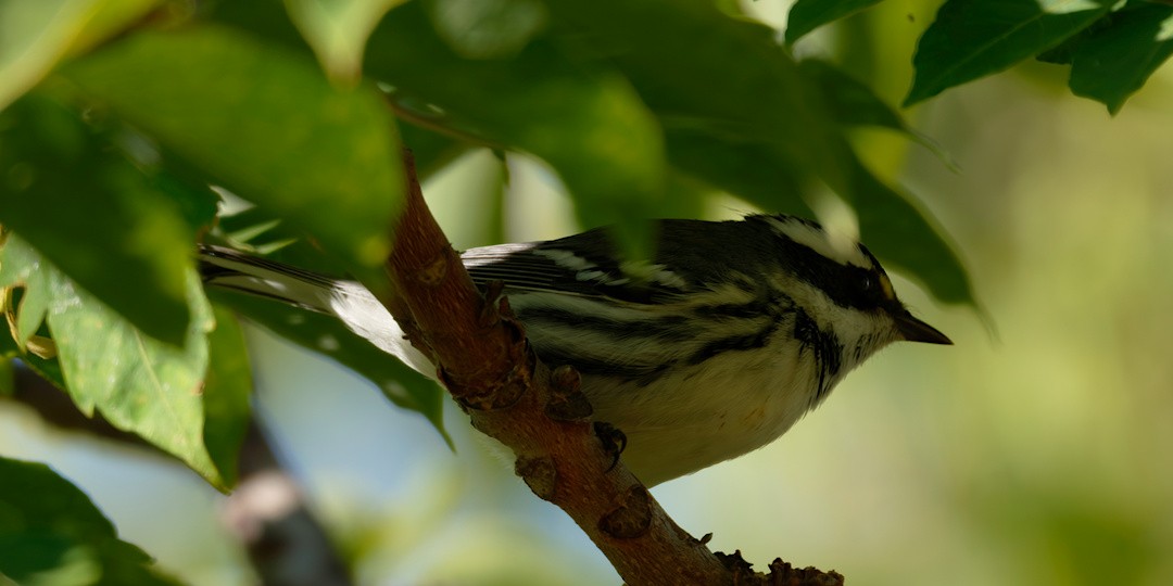 Black-throated Gray Warbler - ML642755609