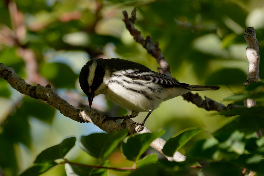 Black-throated Gray Warbler - ML642755610