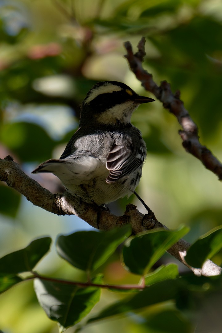 Black-throated Gray Warbler - ML642755611