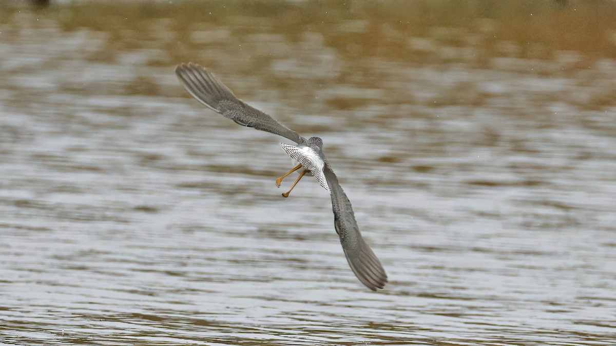 Lesser Yellowlegs - ML642755616