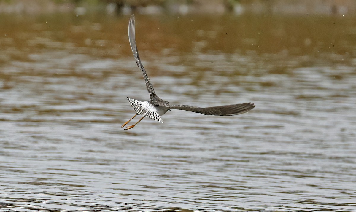 Lesser Yellowlegs - ML642755617