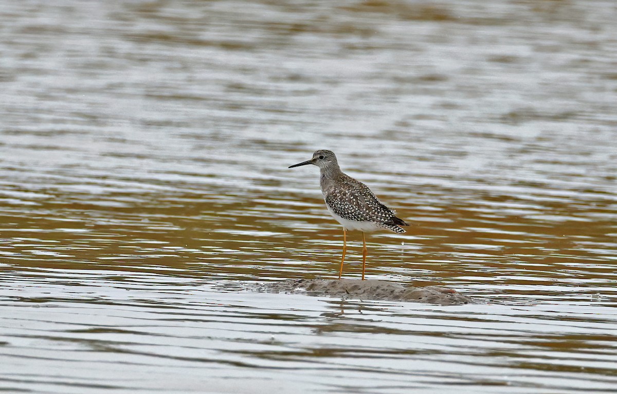 Lesser Yellowlegs - ML642755618