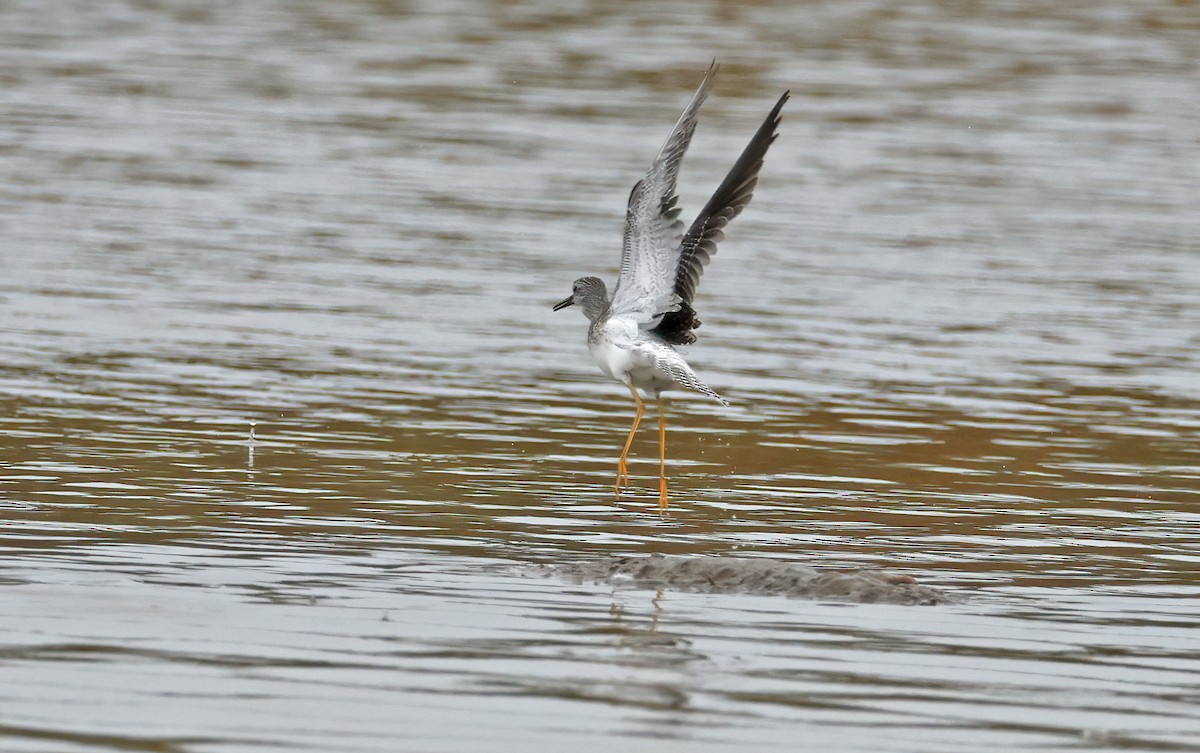 Lesser Yellowlegs - ML642755619