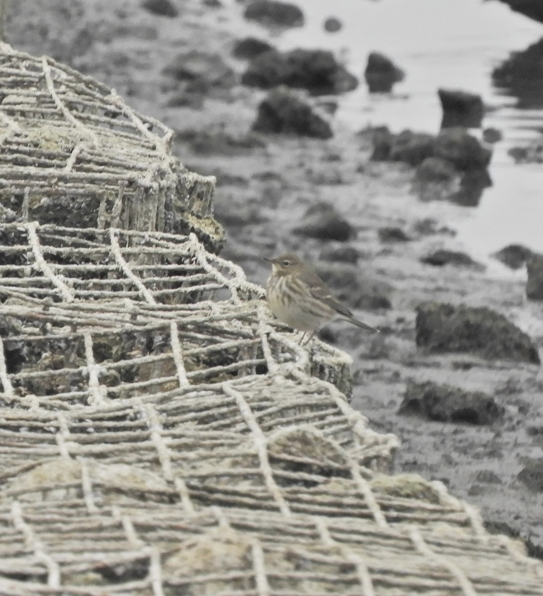 Rock Pipit - ML642755621