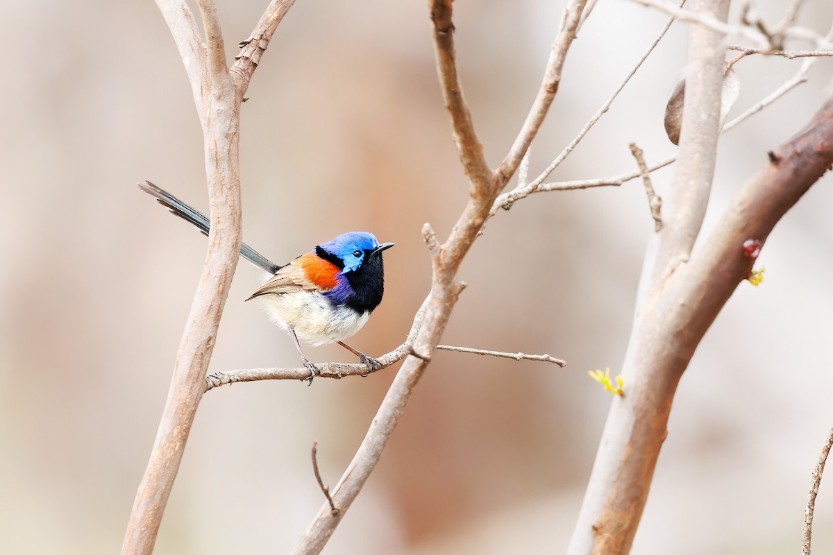 Purple-backed Fairywren - ML642755632