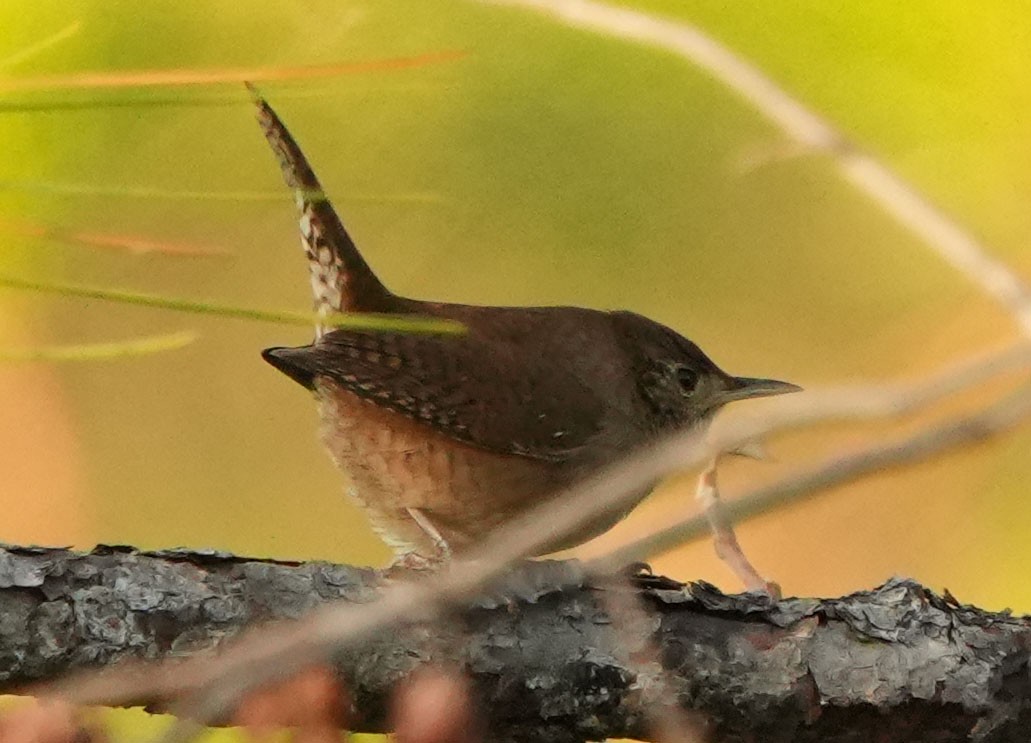 Northern House Wren - ML642755633
