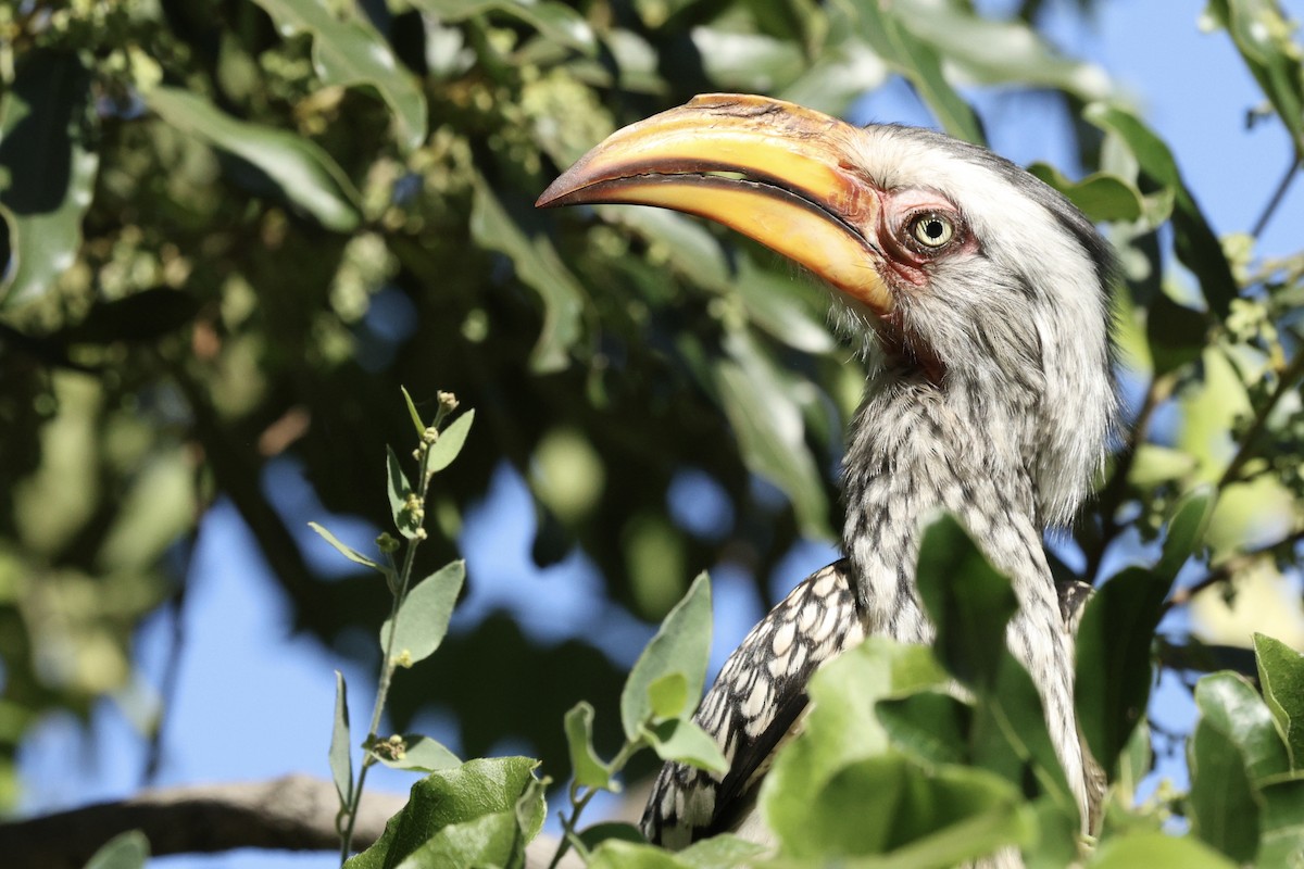Southern Yellow-billed Hornbill - ML642755634