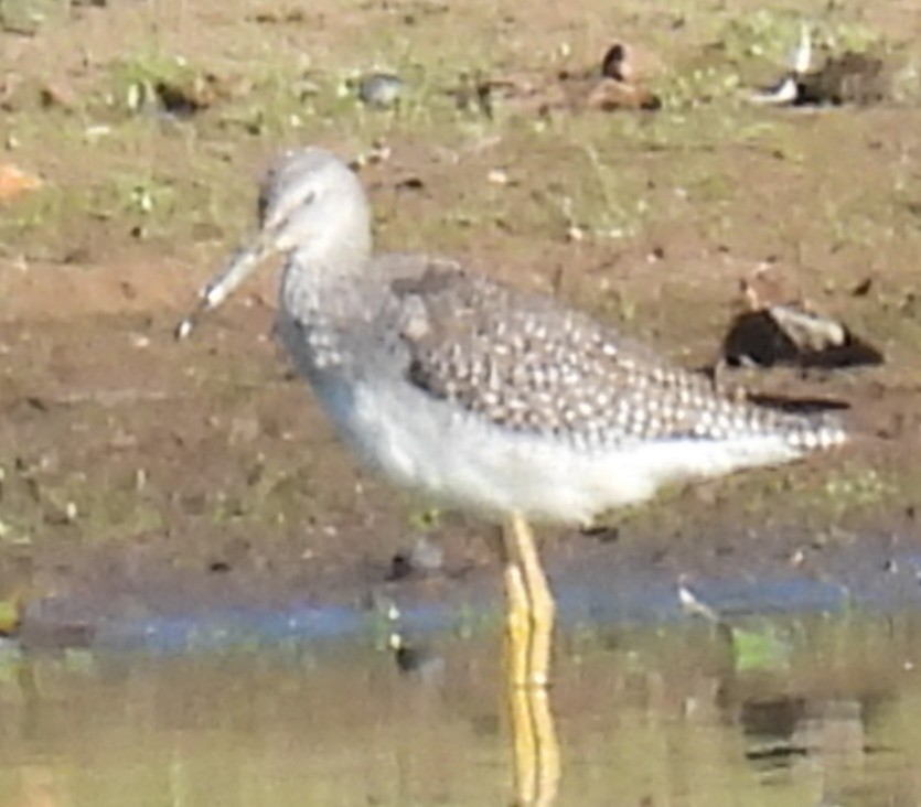 Greater Yellowlegs - ML642755636