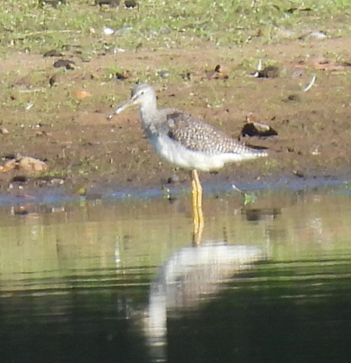 Greater Yellowlegs - ML642755637