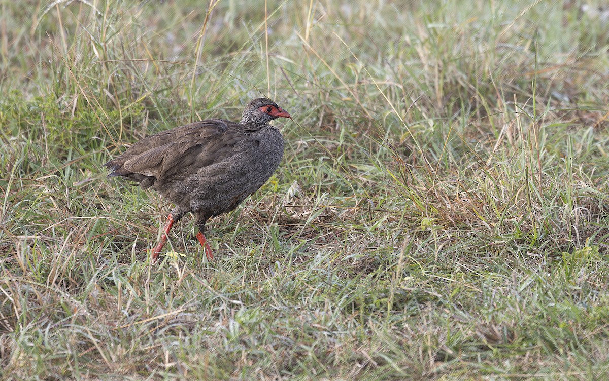 アカノドシャコ - ML642755639