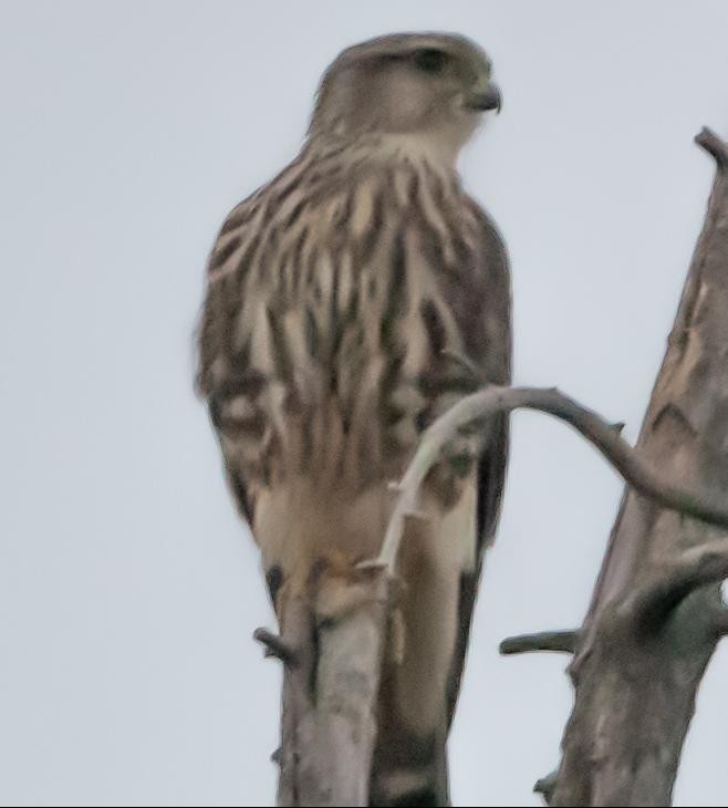 Merlin (Taiga) - ML642755641