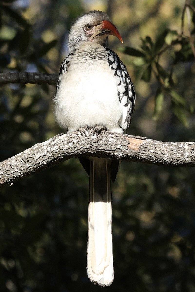 Southern Red-billed Hornbill - ML642755642