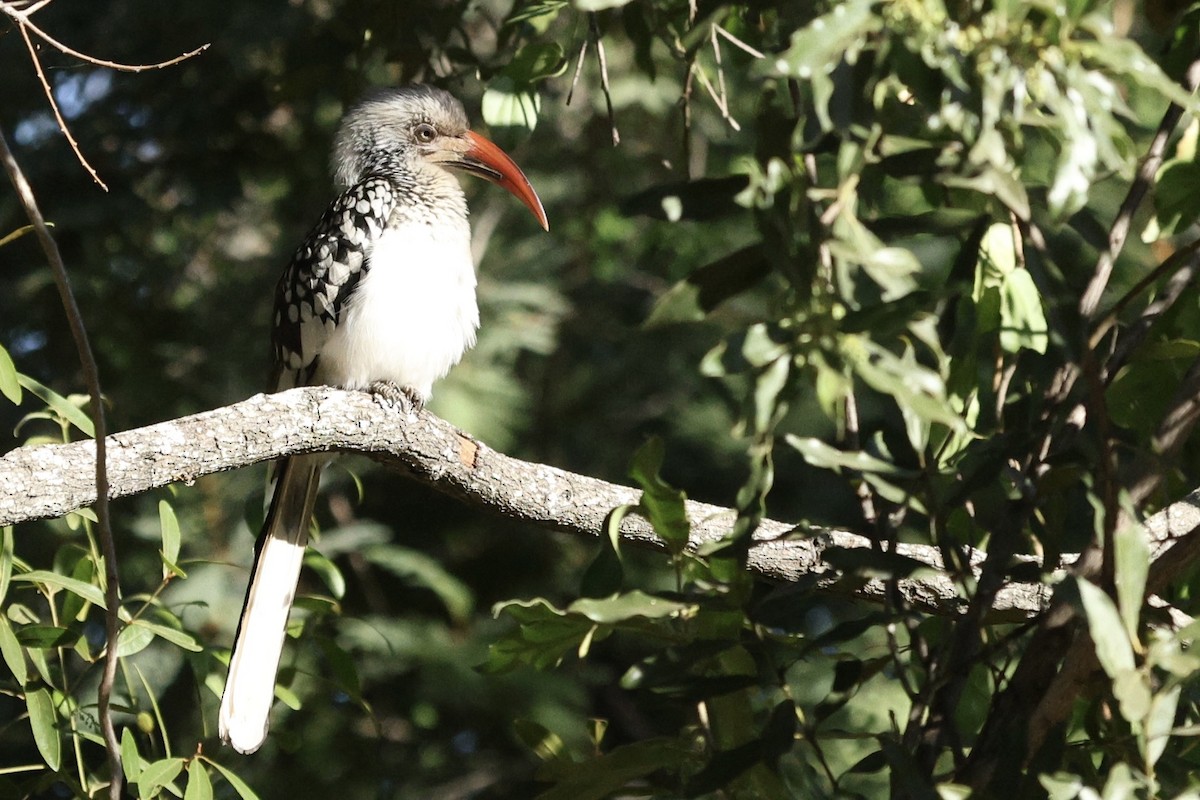 Southern Red-billed Hornbill - ML642755643