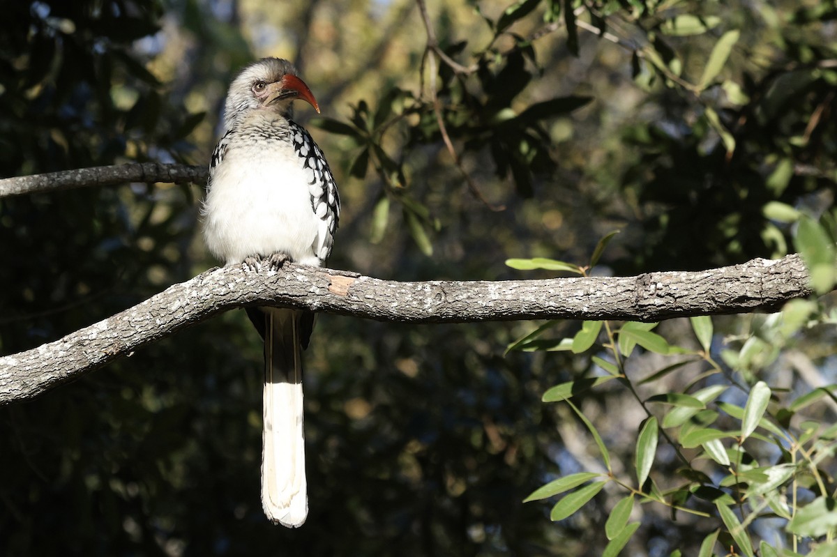 Southern Red-billed Hornbill - ML642755644