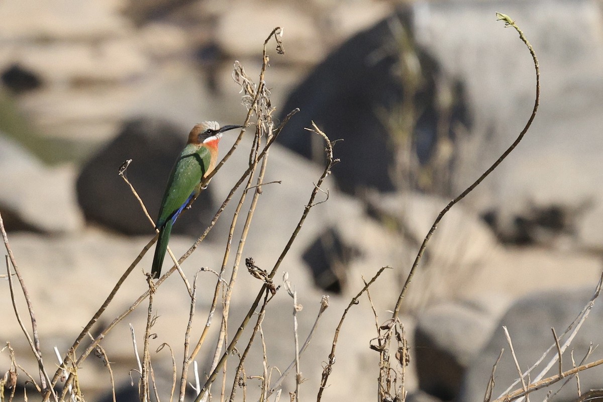 White-fronted Bee-eater - ML642755652