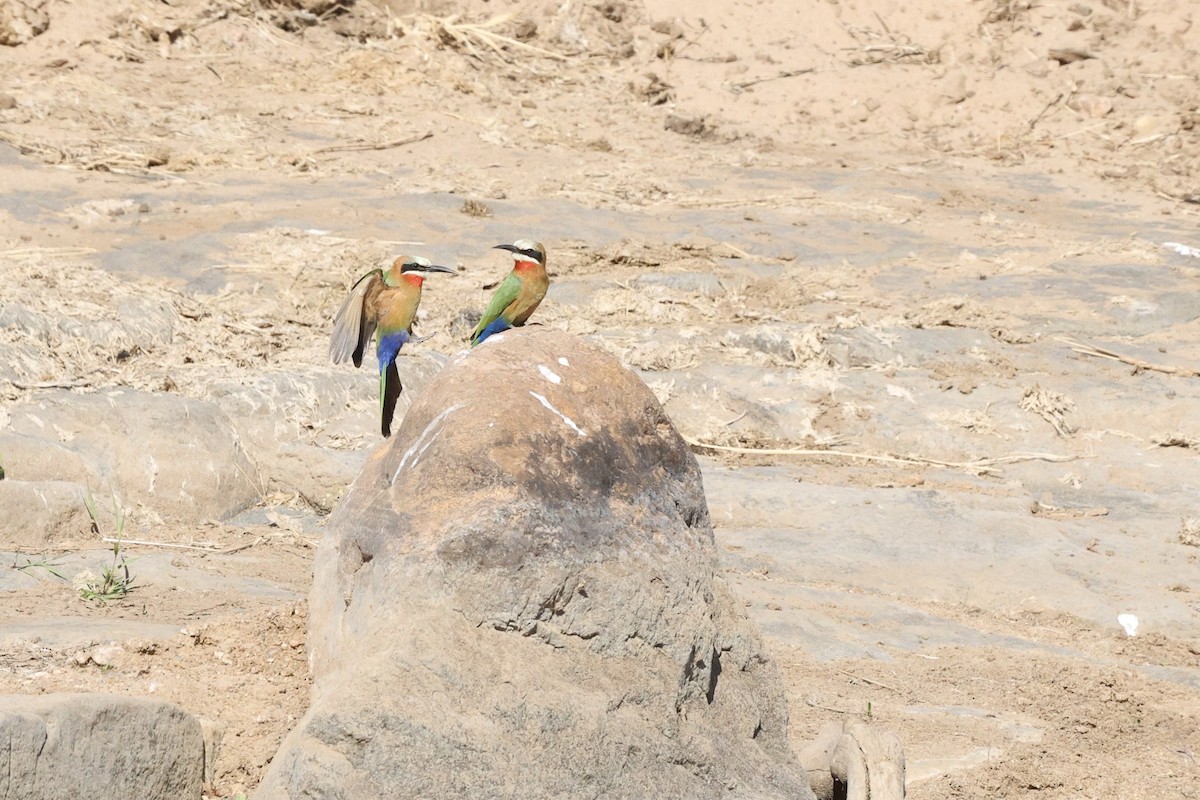 White-fronted Bee-eater - ML642755653