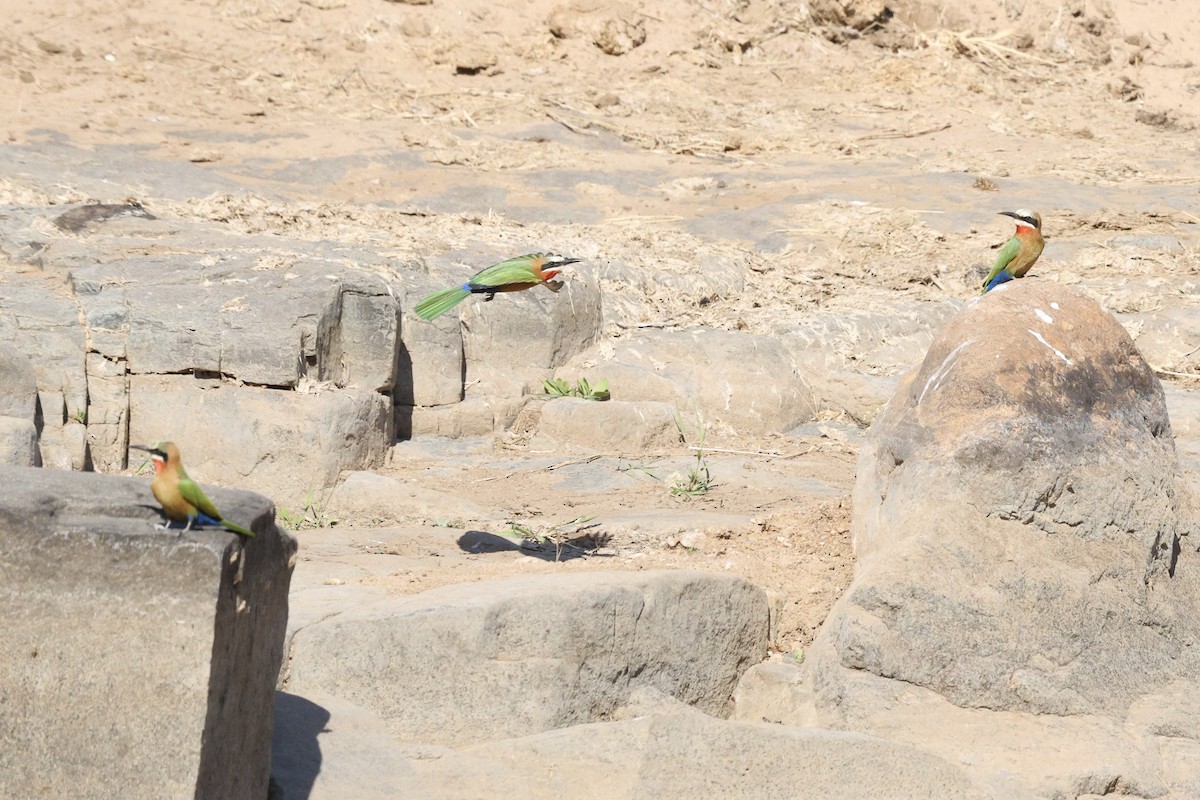 White-fronted Bee-eater - ML642755654