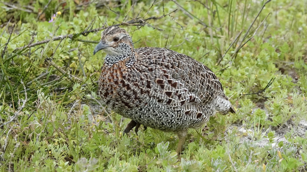 Gray-winged Francolin - ML642755660