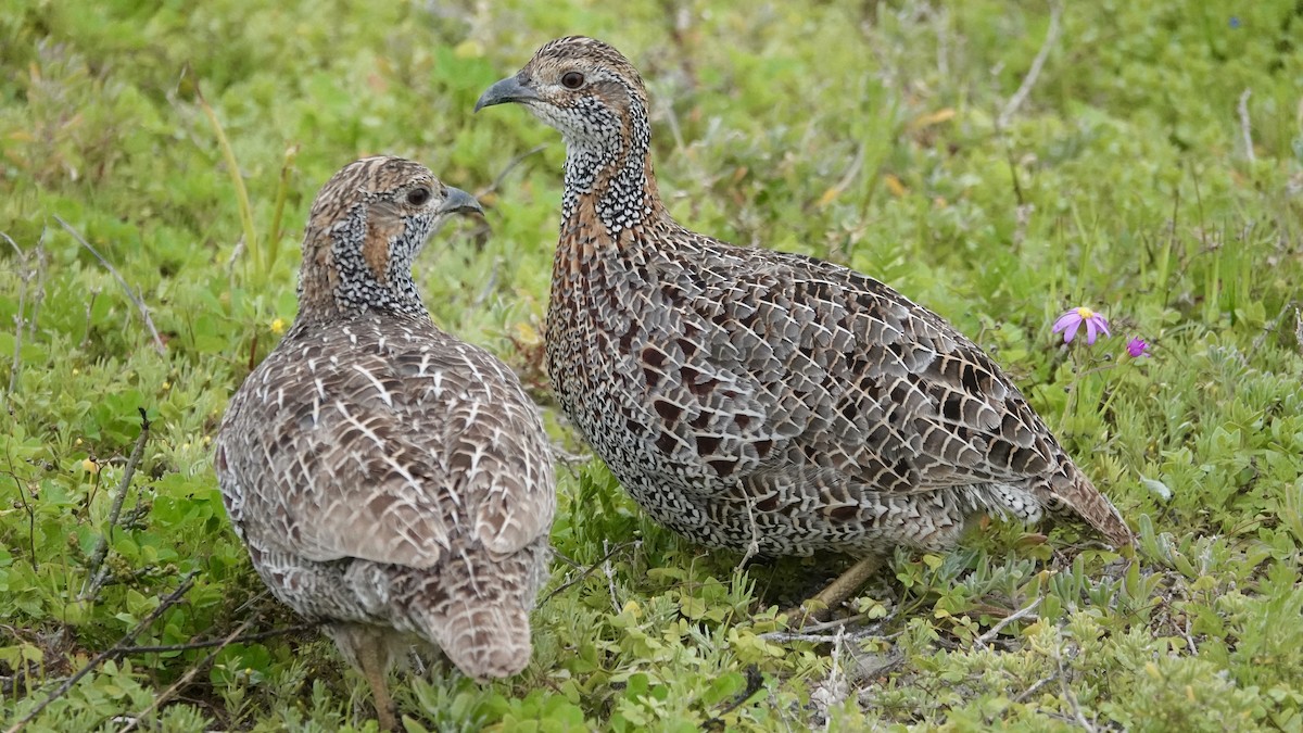 Gray-winged Francolin - ML642755677
