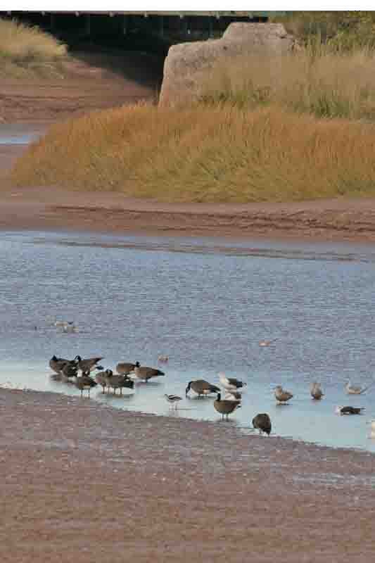 American Avocet - ML642755686