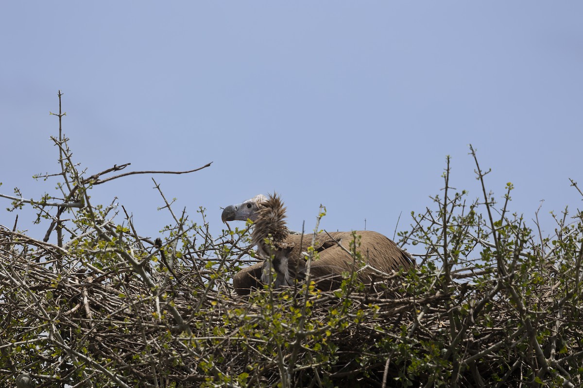 Lappet-faced Vulture - ML642755687