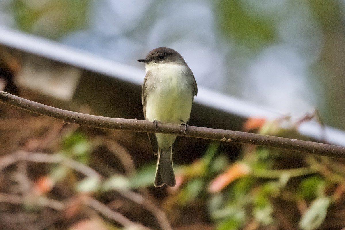 Eastern Phoebe - ML642755691