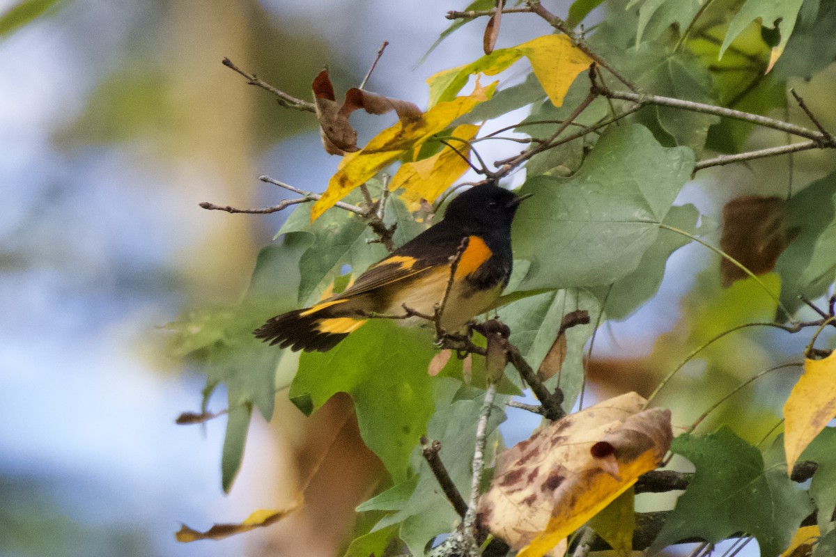 American Redstart - ML642755693