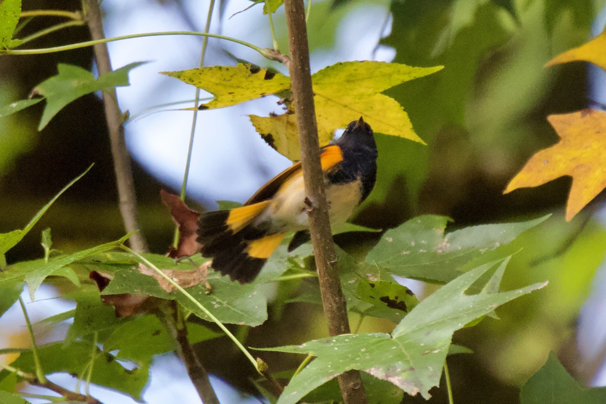 American Redstart - ML642755694
