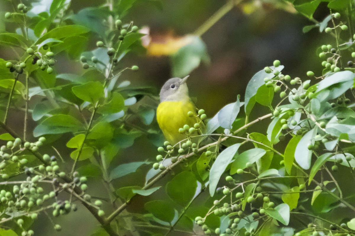 Magnolia Warbler - ML642755696